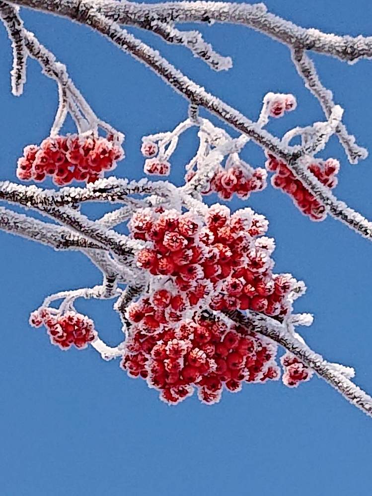 ナナカマドの投稿画像 By ヨッシー さん 赤い実 としばれるねと北の大地からと北海道からと真っ赤な実と実を付けた植物フォトコン 19月12月23日 Greensnap グリーンスナップ