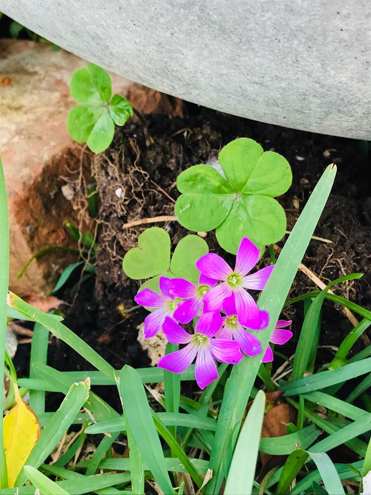 紫カタバミの投稿画像 By Bu Bu Chanさん 自宅にてとかわいい雑草とokinawaと沖縄とオキナワと我が家とno Green No Lifeと紫好きと花のある暮らしとおきなわ 19月12月23日 Greensnap グリーンスナップ