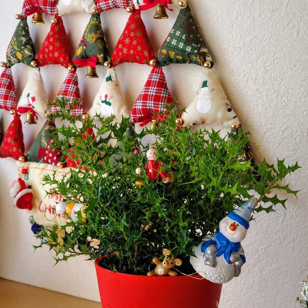 姫ヒイラギの投稿画像 By ライムさん 19月12月23日 Greensnap グリーンスナップ