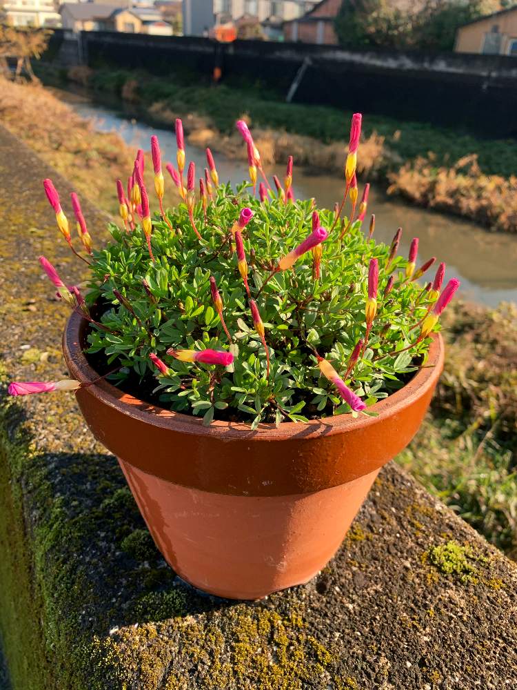 ピンクの花の投稿画像 By もちゃさん 不思議な形と葉っぱとgs映えとgs日和とgreensnapmarcheと花のある暮らしとgreen Up 19月12月23日 Greensnap グリーンスナップ