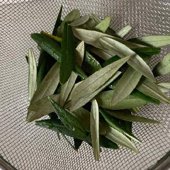 オリーブの葉 の投稿画像一覧 Greensnap グリーンスナップ