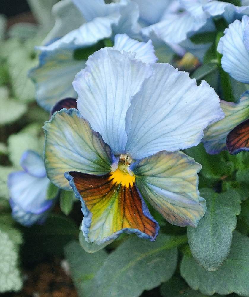 ビオラ パンジーの投稿画像 By あおぞらさん 寄せ植えと冬の花と鉢植えと青い花マニアと青い花とビオラヌーヴェルヴァーグとビオラと冬に咲く花フォトコンとビオラ パンジーと寄せ植えと冬の花と鉢植えと青い花マニアと青い花と冬に咲く花フォトコン 19月12月23日