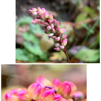 犬蓼 赤まんま の投稿画像一覧 Greensnap グリーンスナップ