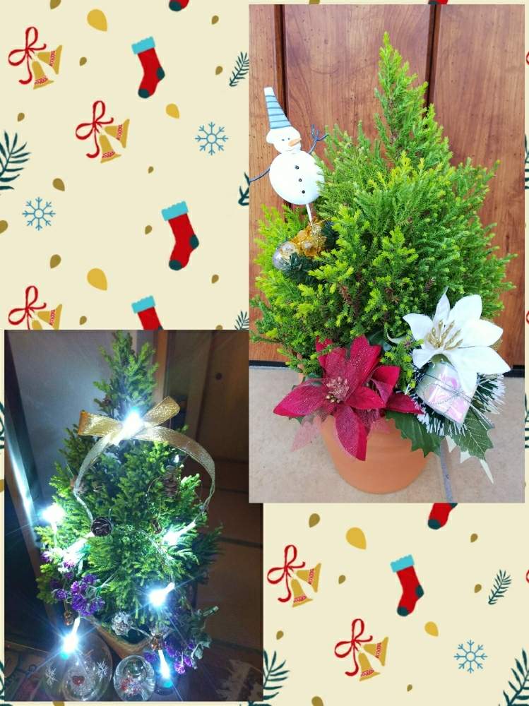 クリスマスツリーの投稿画像 By しろくまんぼうさん コニファー とゴールドクレスト 19月12月23日 Greensnap グリーンスナップ