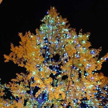 モンキーポッドの投稿画像 By 花泥棒さん この木なんの木気になる木と一 郎 19月10月6日 Greensnap グリーンスナップ