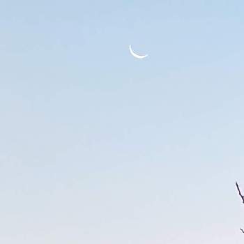 お隣の白梅の画像 by nanairoFさん | 部屋と東の空と細い三日月とお隣の白梅