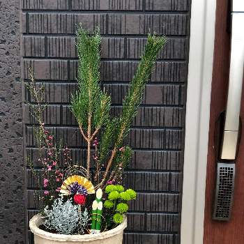門松寄せ植えの画像 by nogu37さん | 玄関と門松寄せ植えと門松  と植物大好きと緑のある暮らしとギョリュウバイ ピンクと花のある暮らし