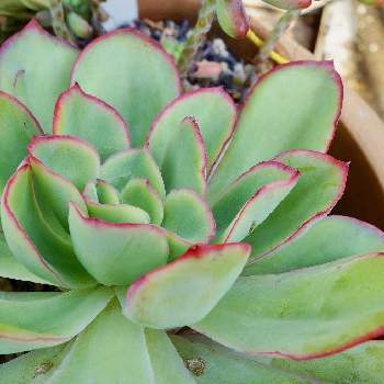 花の鶴の投稿画像一覧 Greensnap グリーンスナップ