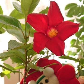 まっかなお花の画像 by ヨッシー☘️さん | 窓辺とサンパラソルとクリスマス色。とMerry Christmasと室内花とまっかなお花とヨッシー☘️室内