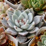 象牙スペシャルの一覧｜🍀GreenSnap（グリーンスナップ）