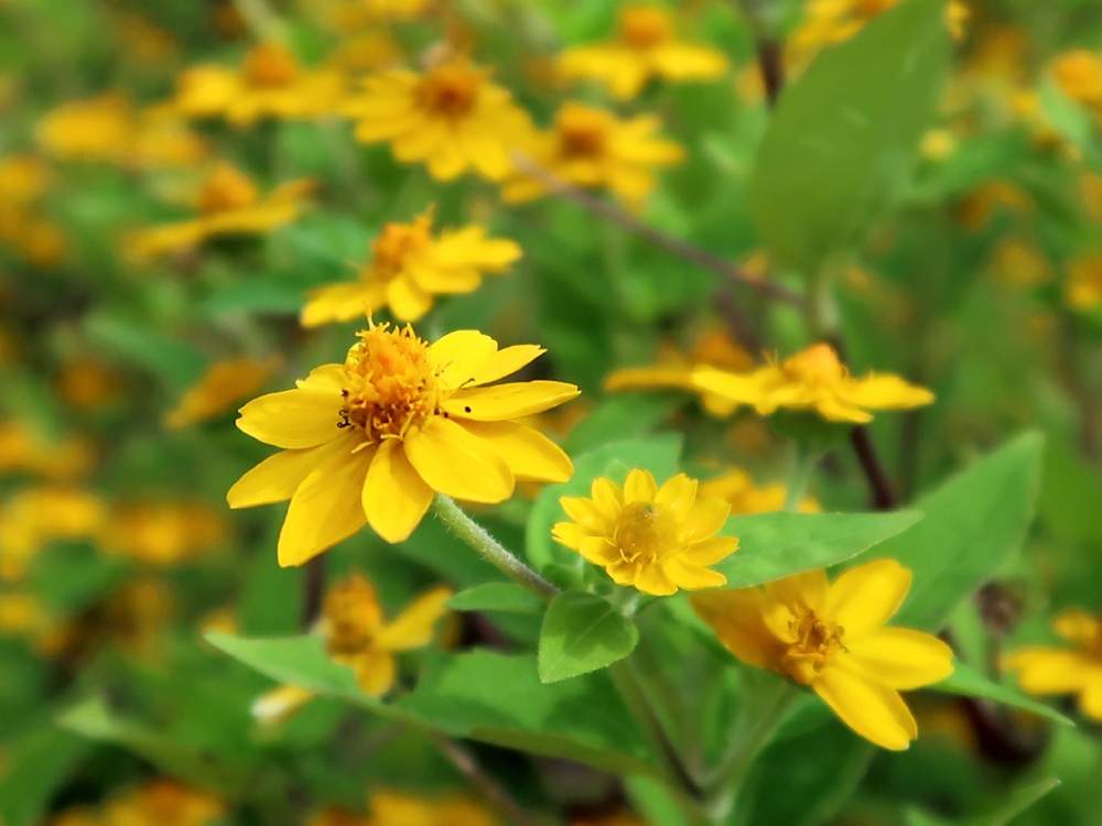 メランポジュームの投稿画像 By Hiroshiさん メランポジウムと夏の花とキク科と黄色の花と花のある暮らしと秋の花 19月12月24日 Greensnap グリーンスナップ