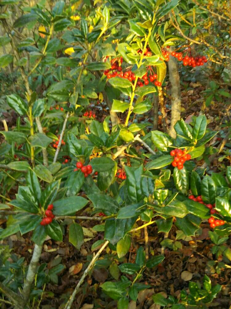 クリスマスホーリーの赤い実の投稿画像 By キンちゃんさん 19月12月24日 Greensnap グリーンスナップ