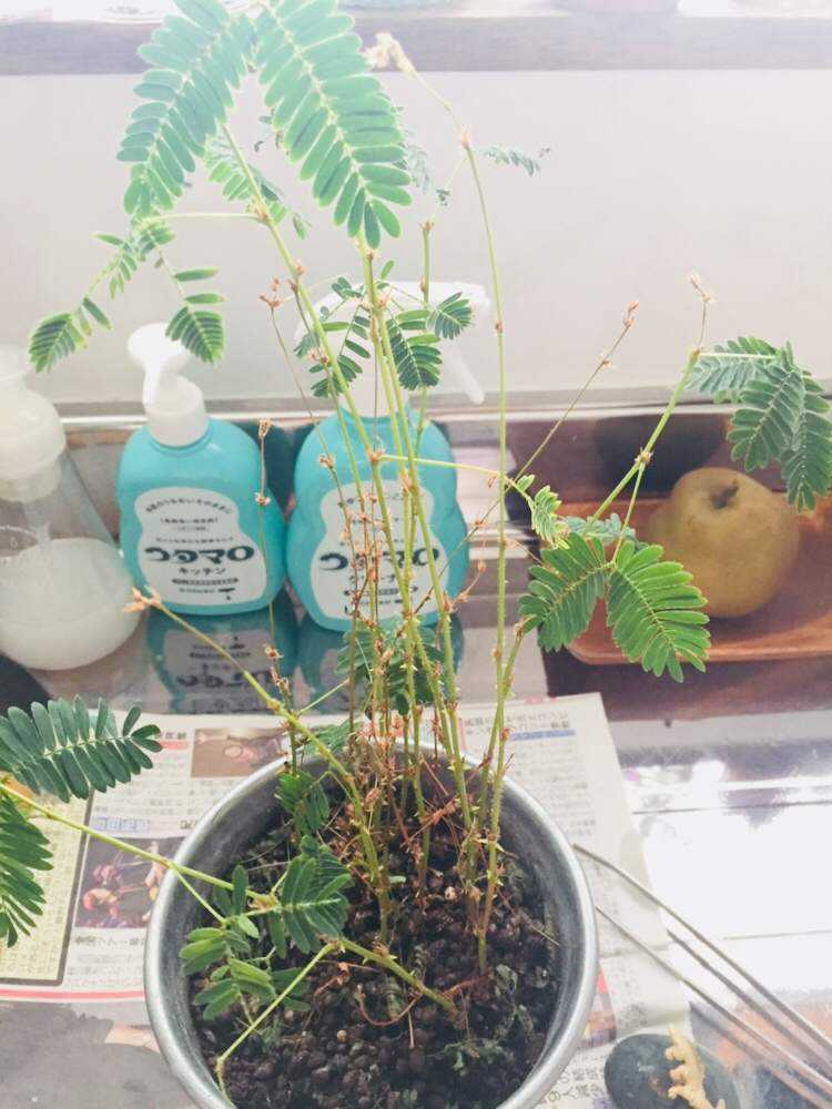 おじぎ草19 21 04 08更新 Greensnap グリーンスナップ