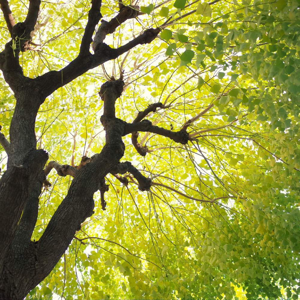 プラタナスの投稿画像 By Apricot53さん 植物のある暮らしと公園と庭木とおでかけ先と庭仕事と街路樹とお散歩 19月12月25日 Greensnap グリーンスナップ