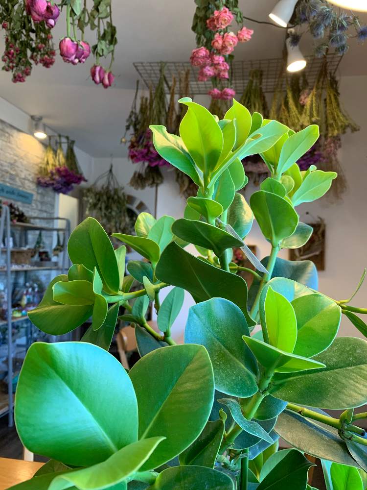 クルシア ロゼア プリンセスの投稿画像 By Plants Cafe コハルビヨリさん ドライフラワーと花のある暮らしと観葉植物のある暮らしと淡路島 19月12月25日 Greensnap グリーンスナップ
