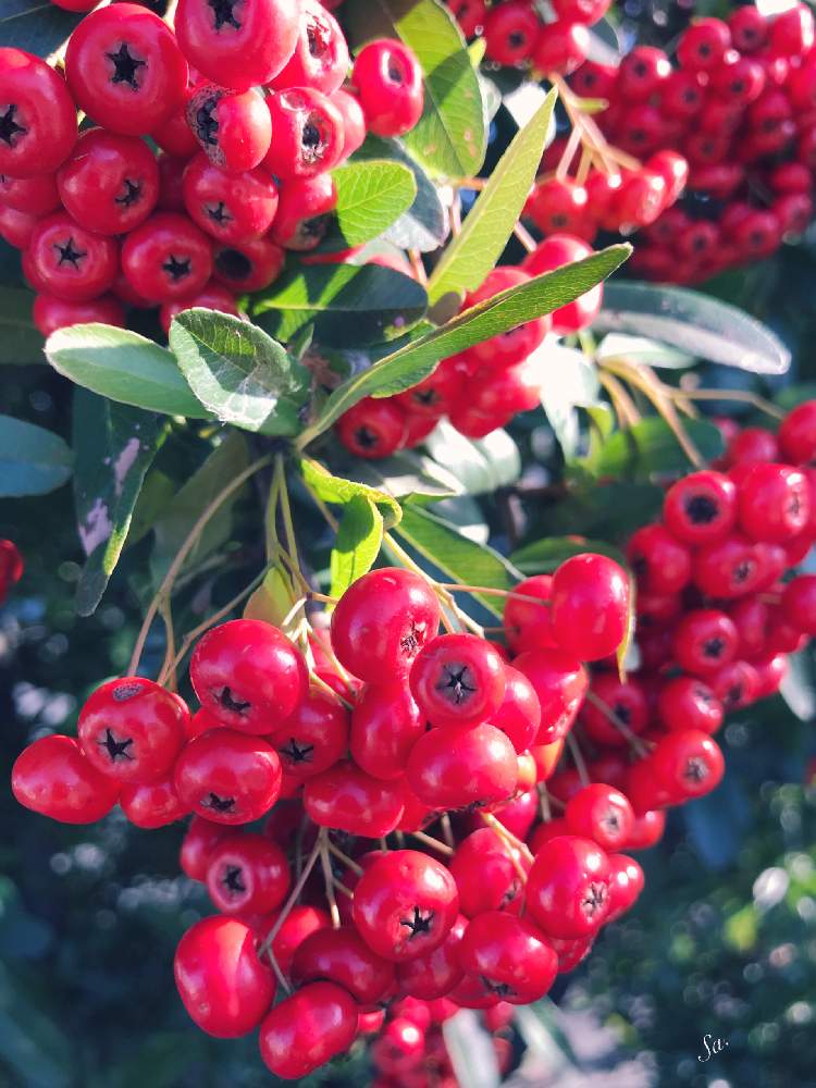 ピラカンサ の投稿画像 By Sachieさん ピラカンサの実とあか とピラカンサ ともう冬だねと花のある暮らし 19月12月25日 Greensnap グリーンスナップ