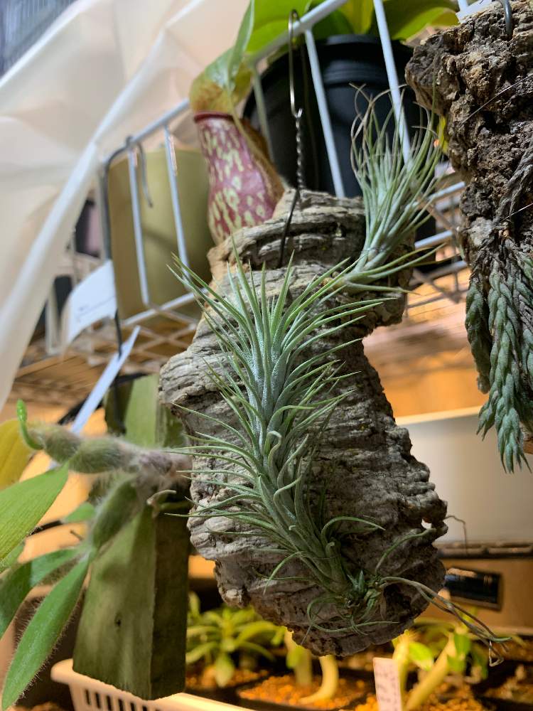 フンキアナの投稿画像 By Trgeさん 植木屋グリーンプラザ21とティランジア属と植中毒とチランジア属と成長記録と珍奇植物とビザールプランツとエアープランツ チランジア 19月12月26日 Greensnap グリーンスナップ