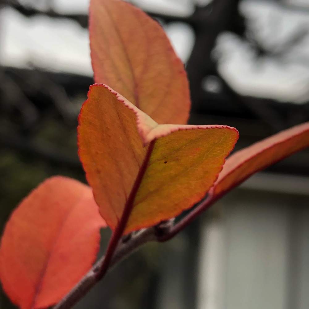 ハナカイドウの葉の投稿画像 By リキちゃんさん 19月12月26日 Greensnap グリーンスナップ