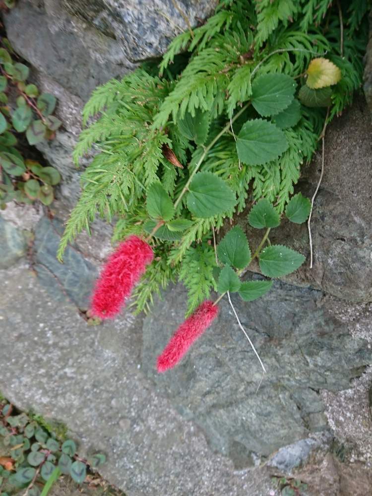 最新キャットテール 花 最高の花の画像