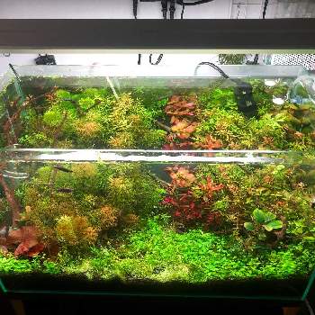 アルアナの投稿画像一覧 Greensnap グリーンスナップ