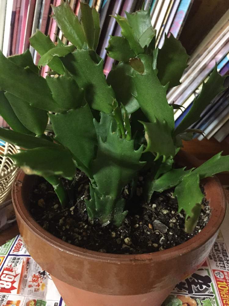 サボテン Greensnap グリーンスナップ サボテン Greensnap グリーンスナップ