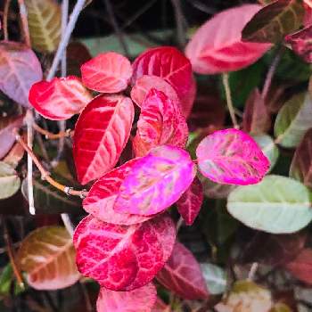 ハツユキカズラ 冬化粧 の投稿画像一覧 Greensnap グリーンスナップ