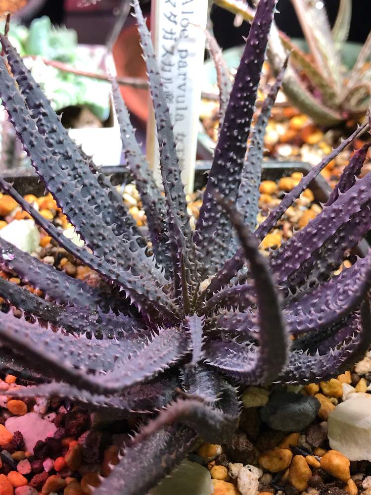 アロエ パルブラの投稿画像 By 喜多国 三汰さん アロエ科と植物育成ライトとled植物育成ライトと植物育成器 Ledと植物育成ledライトとアロエ パルブラ 19月12月26日 Greensnap グリーンスナップ