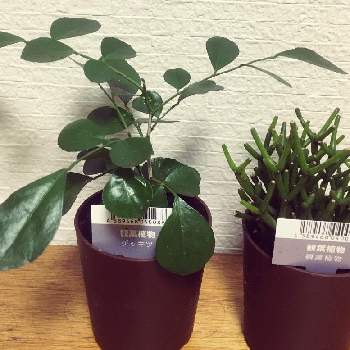 ゲッキツ シルクジャスミン の投稿画像一覧 Greensnap グリーンスナップ