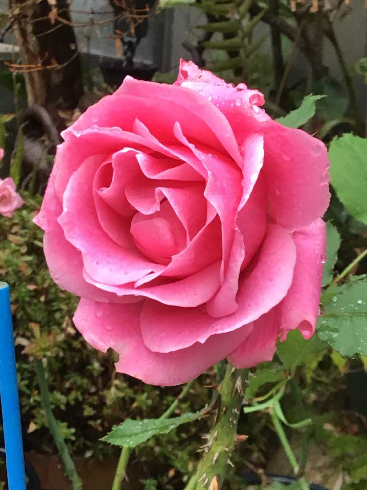 薔薇 ハートピンクの投稿画像 By かずさん 花のある暮らしとロザリアン と薔薇有機栽培 19月12月27日 Greensnap グリーンスナップ