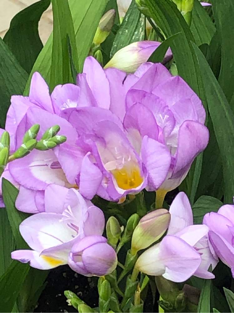 フリージアの投稿画像 By ピンクのサンダルさん フリージア ヘブンとゴージャスとキュンキュン乙女倶楽部と幸せ と感謝とgs映えと祈りとニコニコ と花のある暮らしと可愛いピンク色 19月12月27日 Greensnap グリーンスナップ