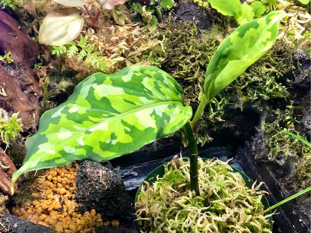 アグラオネマ ピクタム var トリコロール アンダマン諸島 ポートブレア