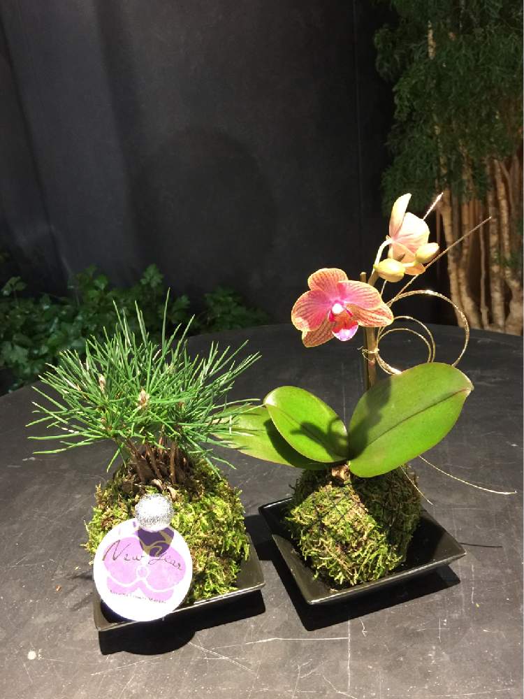 赤松 の投稿画像 By Couperin さん 青山フラワーマーケットとお正月アレンジと苔玉とらんと花のある暮らし 19月12月27日 Greensnap グリーンスナップ