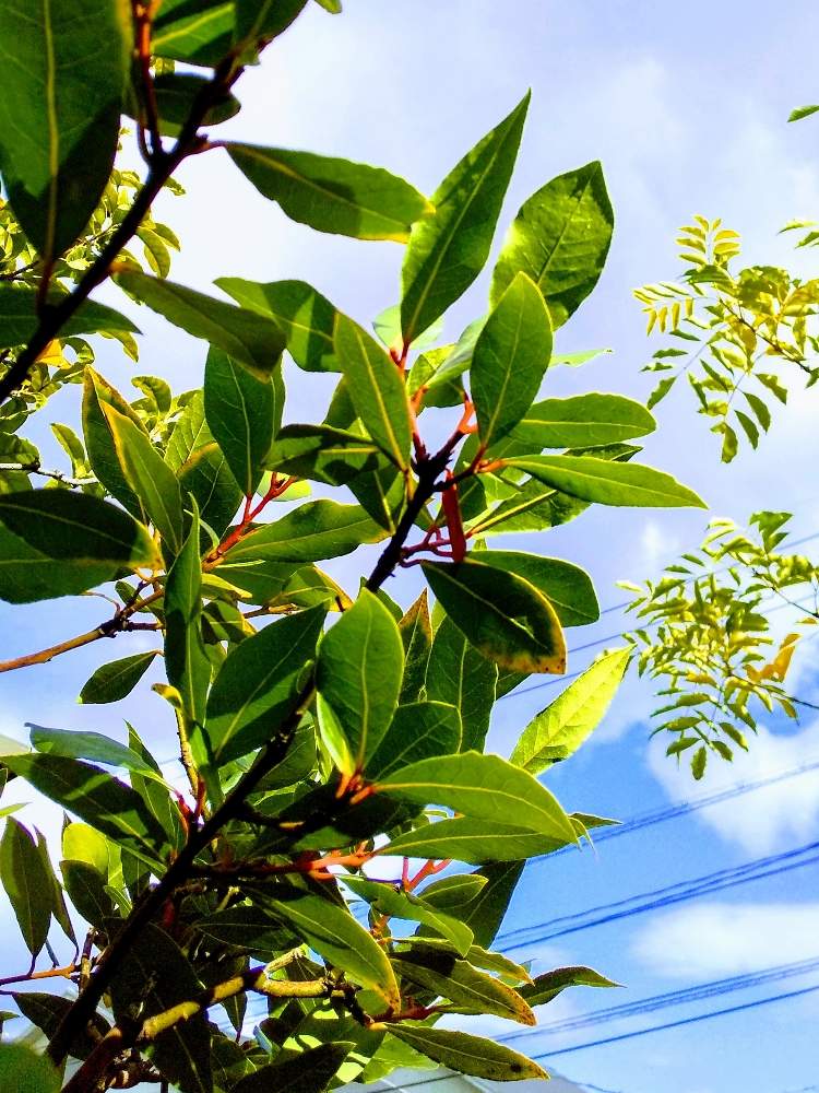 常緑樹の投稿画像 By Zoomx さん ゲッケイジュ とローリエ 木とゲッケイジュと空編と香る葉とローリエと小さな庭と常緑樹とゲッケイジュ とローリエ 木と空編と香る葉 19月12月27日 Greensnap グリーンスナップ Greensnap グリーンスナップ