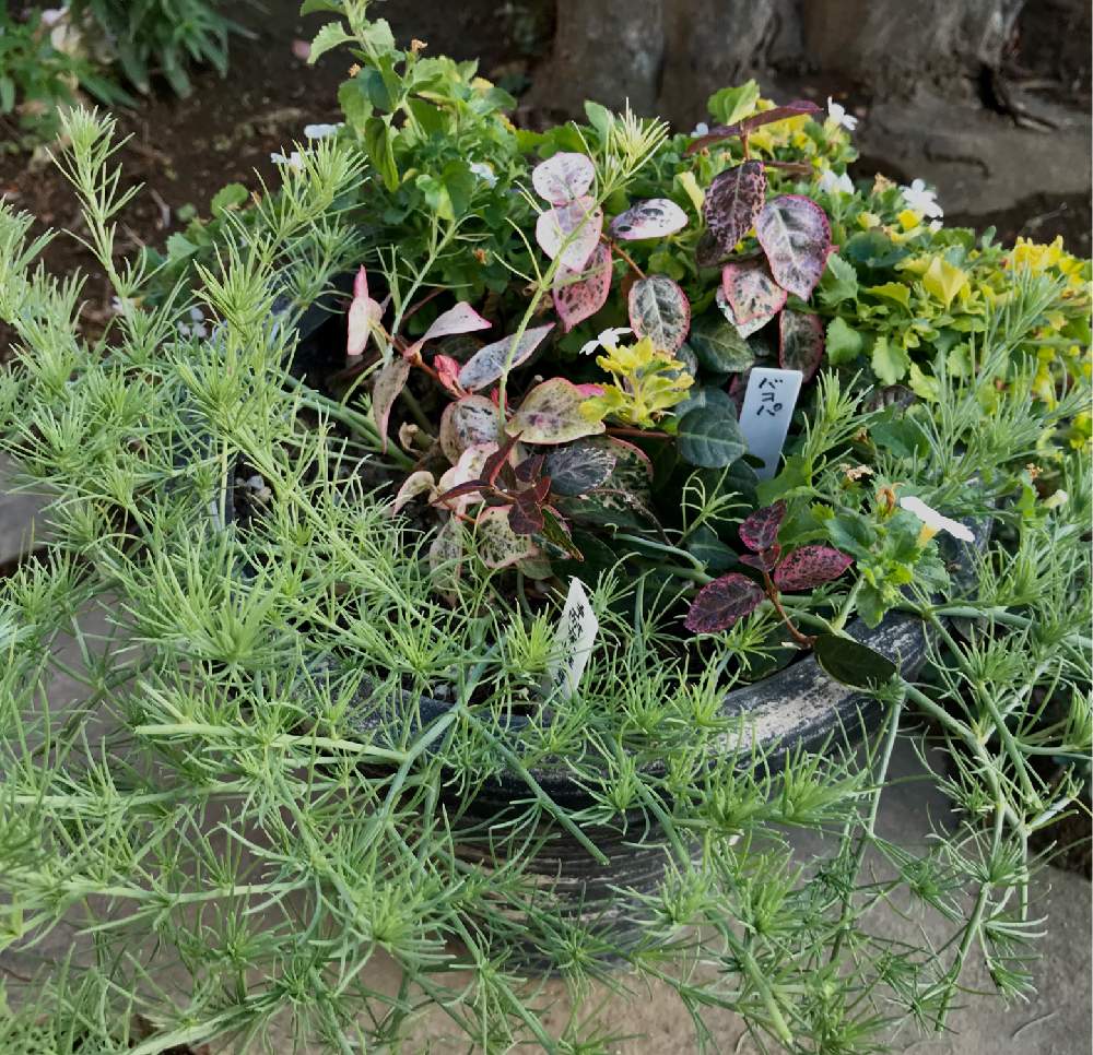 ロータス コットンキャンディの投稿画像 By コアラさん 寄せ植えと花のある暮らしと好きな葉っぱと優しい時間 19月12月27日 Greensnap グリーンスナップ