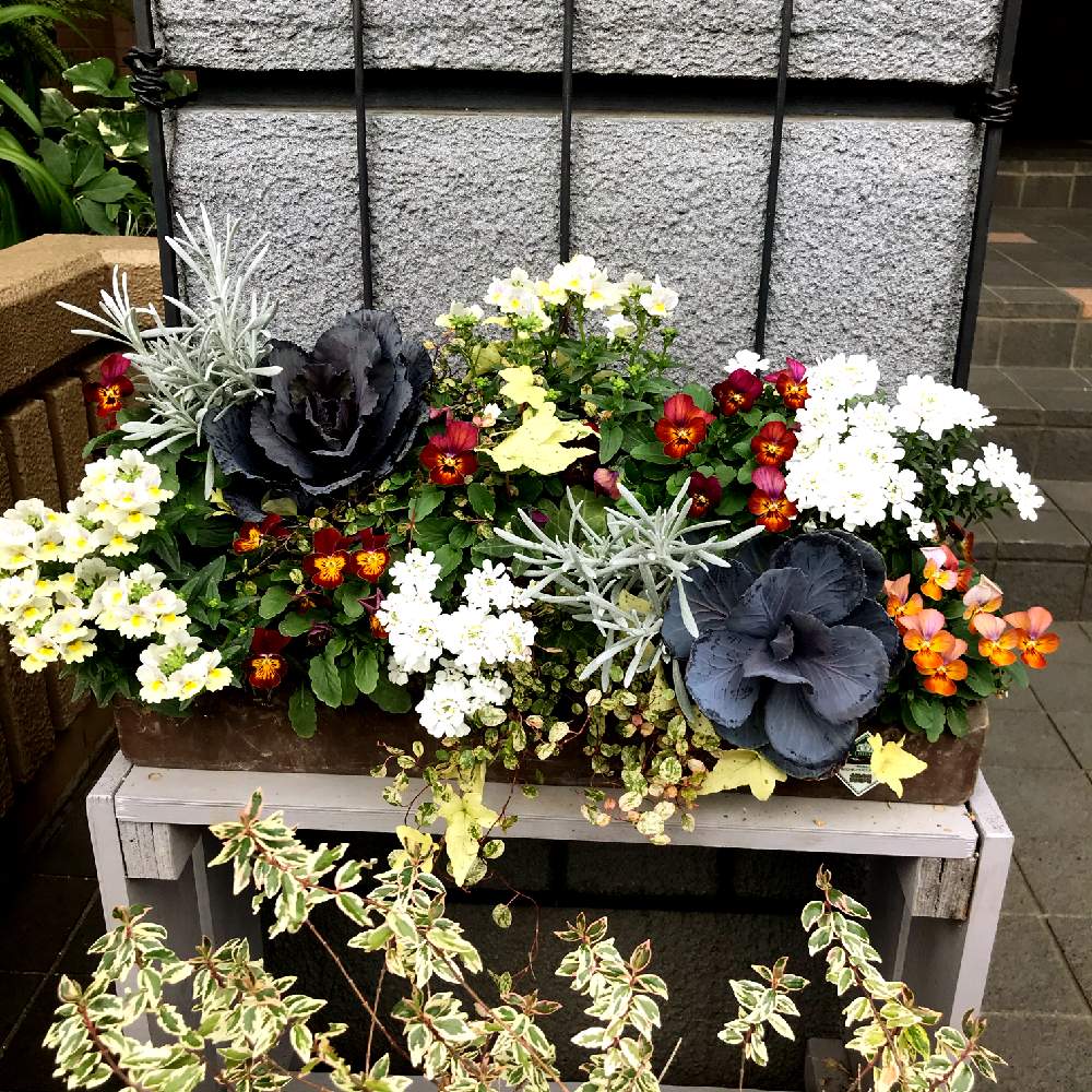 葉牡丹の投稿画像 By Cookieさん 傾斜コンテナと寄せ植えと花のある暮らしと12月と葉牡丹が好きと種からビオラとエントランスと簡単にできる ガーデニング寄植えと寄せ植えと花のある暮らしと12月と葉牡丹が好きと簡単にできる ガーデニング寄植え 19月12月27日