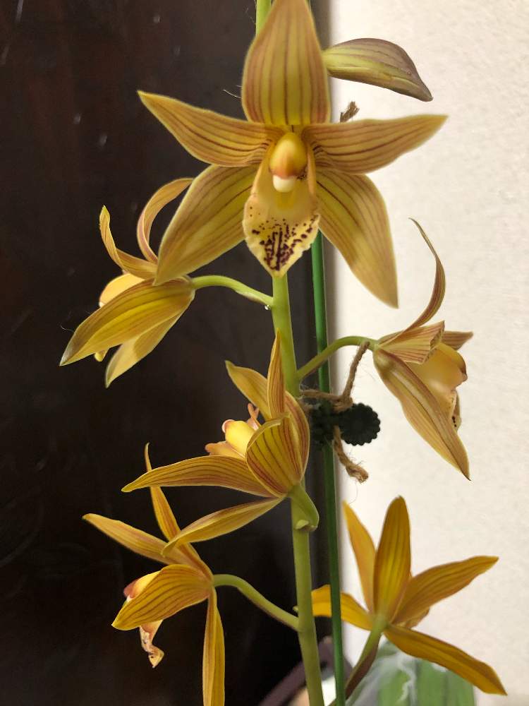 和蘭 燎火の投稿画像 By Myaonさん 香りのあるランと開花中とラン大好きとらんの世界と蘭のある暮らしとオーキッドと蘭が好きとらんと咲いてくれたとペレポスト フォレスト ドリーム 19月12月28日 Greensnap グリーンスナップ