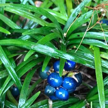 すべての花の画像 新鮮な龍の髭 植物 実