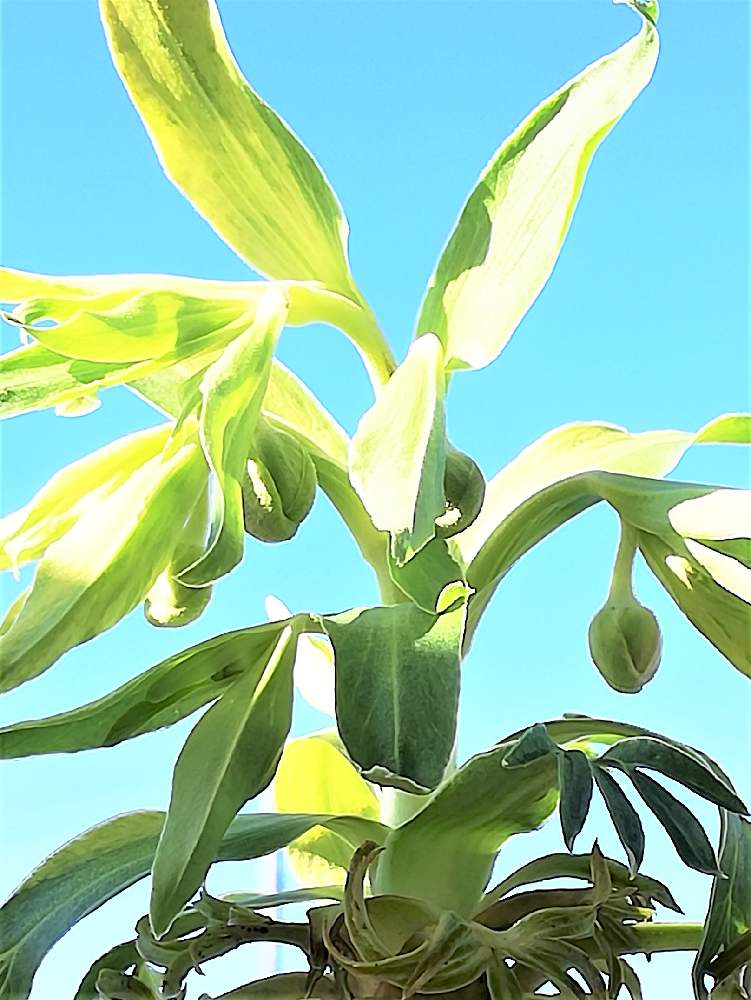 クリスマスローズ 原種フェチダスの投稿画像 By 古今玉 碧 こけだま あお さん 苔玉 19月12月28日 Greensnap グリーンスナップ