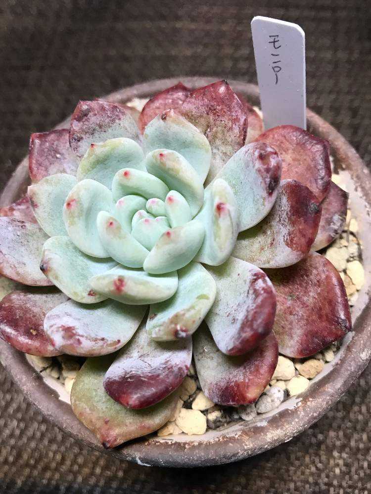 多肉植物　モンロー錦　カット苗 Amazon.co.jp: A！！多肉植物 モンロー錦 特大 韓国苗 美苗 農園直売