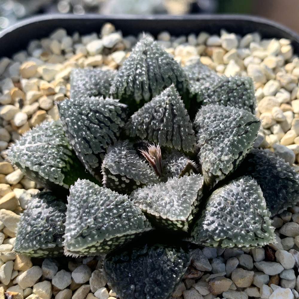 超希少 ハオルチア スノーレパード 多肉植物