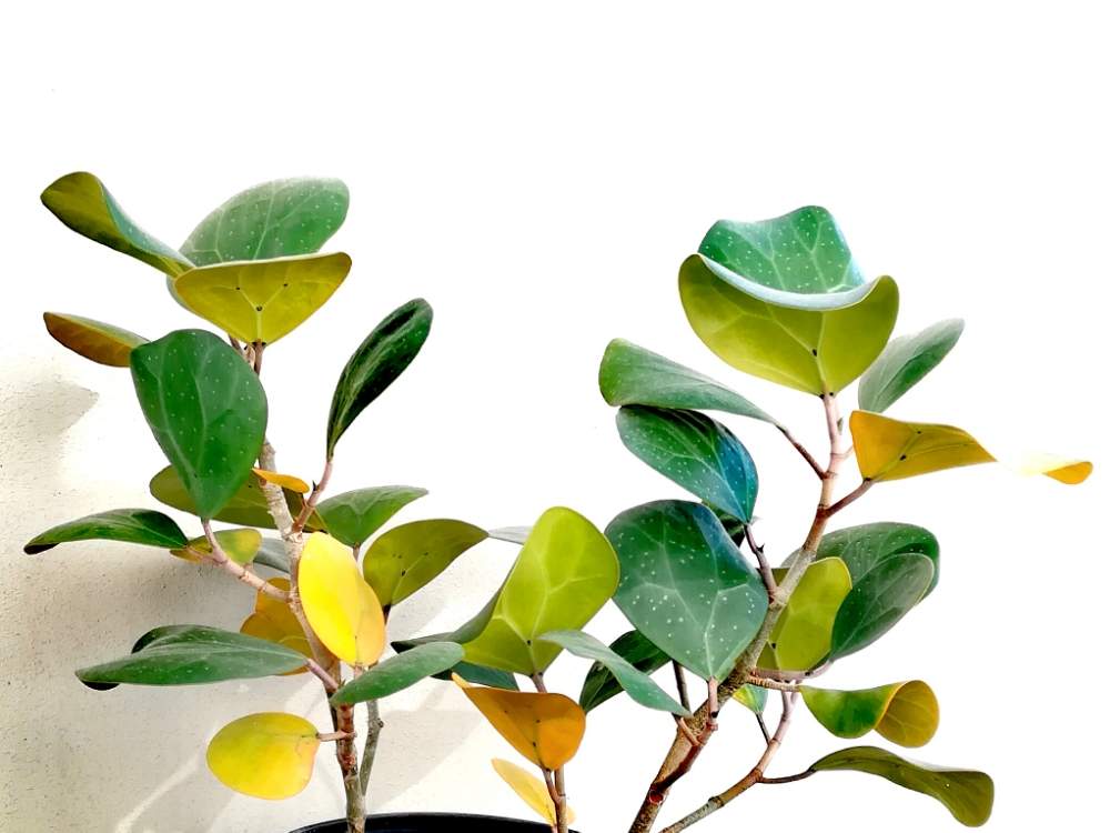 フィカス ゴールドコインの投稿画像 By ジャングルeさん 観葉植物と成長記録と冬越しとフィカス属 19月12月28日 Greensnap グリーンスナップ