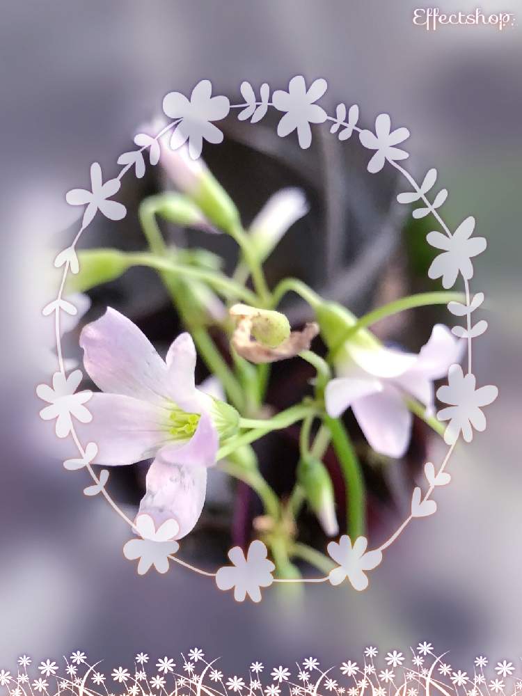 癒し空間 の投稿画像 By じゅんさん 花が好き と薄紫色の花 とかわいい と花のある暮らしとチーム福岡と癒し とオキザリスミーケ 19月12月28日 Greensnap グリーンスナップ