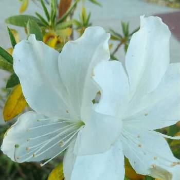 シロツツジの画像 by ゆめ☆さん | お出かけ先とシロツツジと今日もお疲れ様❤︎と花壇の片隅に☘️と素敵な花言葉と花のある暮らしと白い花♡