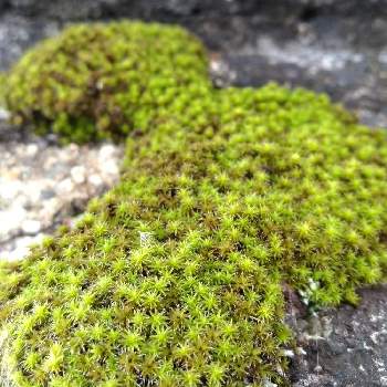 エゾスナゴケの投稿画像一覧 Greensnap グリーンスナップ