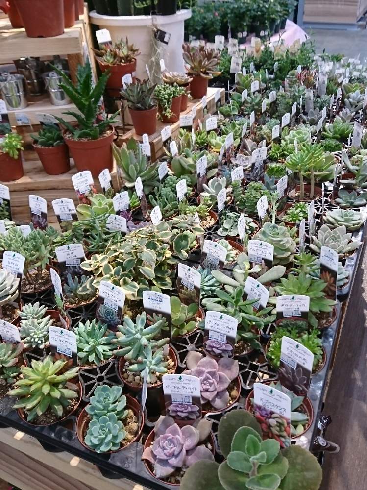 多肉植物の投稿画像 By パパさん 福岡とhcとスーパービバホーム大木店と多肉植物と福岡とhcとスーパービバホーム大木店 19月12月28日 Greensnap グリーンスナップ Greensnap グリーンスナップ