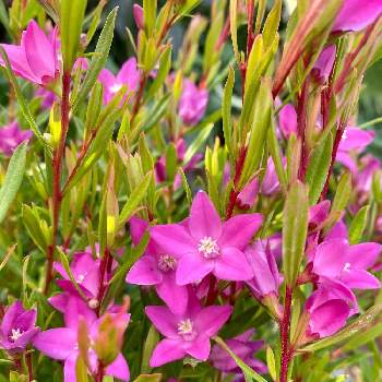 池袋西武の空中庭園の投稿画像一覧 Greensnap グリーンスナップ