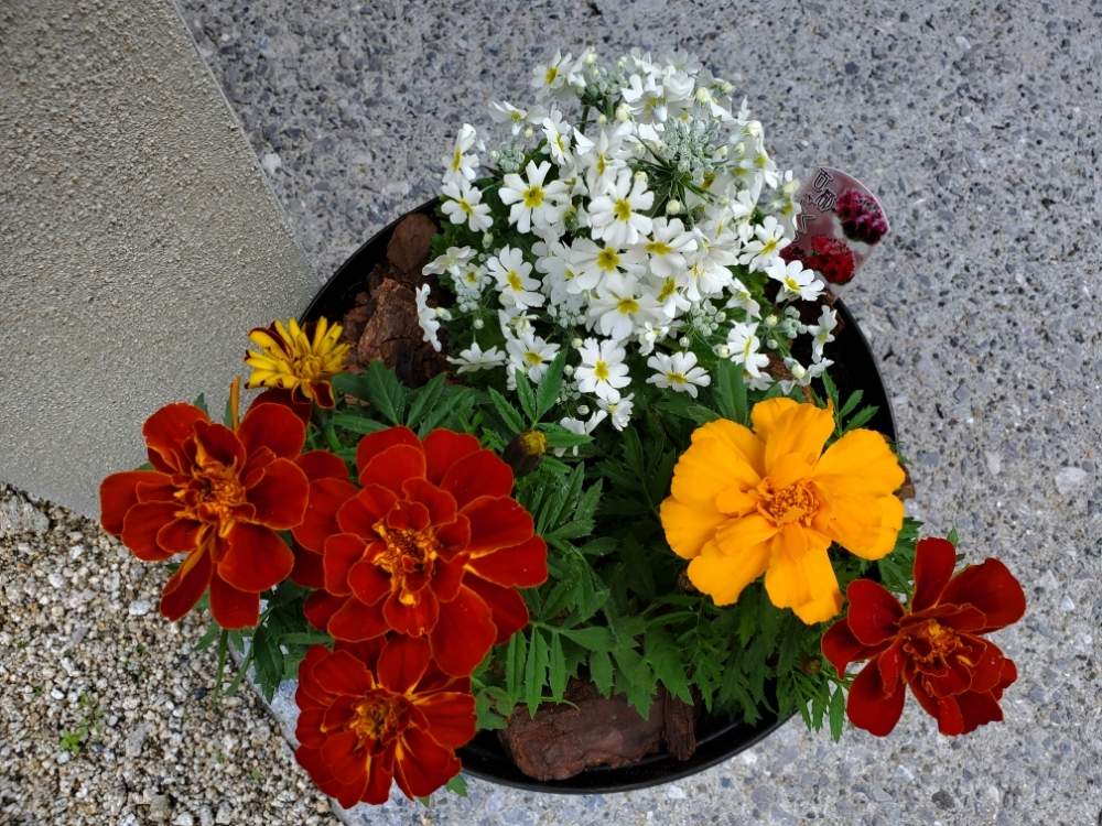 マリー ゴールドの投稿画像 By わらびもちさん 鉢植えのお花と花のある暮らしとガーデニング初心者 19月12月29日 Greensnap グリーンスナップ
