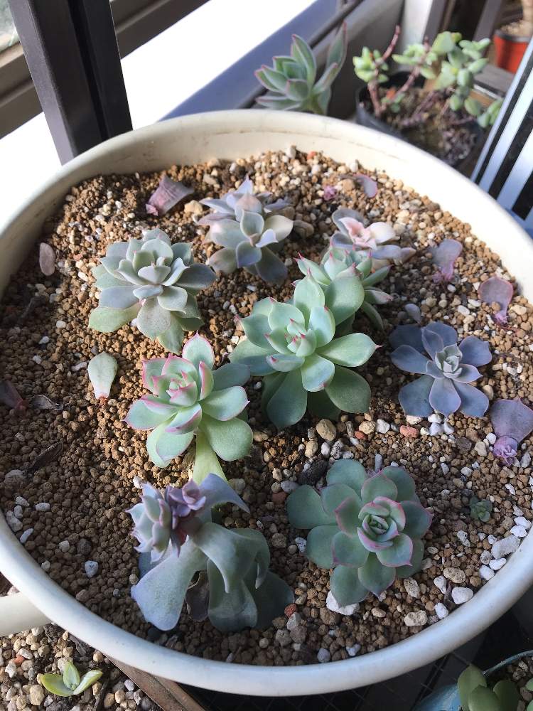 桃太郎の投稿画像 By Beer Rabbit さん ローラとリラシナと シルエットと シルエットと多肉植物とベランダ多肉と西日と花のある暮らしと 葉挿し 19月12月29日 Greensnap グリーンスナップ