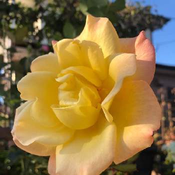薔薇　リオサンバの画像 by mutsuchiyanさん | 小さな庭と薔薇　リオサンバと開花と満開と癒しと愛しいとありがとうと美しいとGreenSnapmarcheと元気と香りと可愛いとガーデニングと小さな小さな庭と花のある暮らしとGREEN UP!と真冬