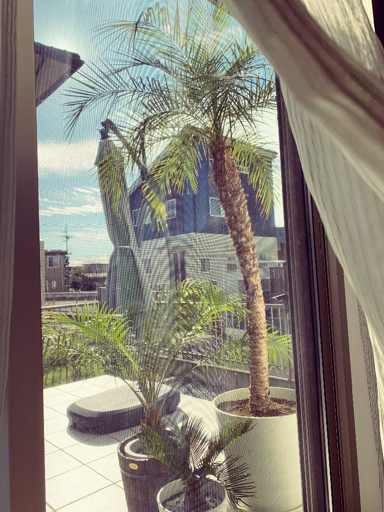 ソテツの投稿画像 By ひでぞうさん フェニックスロベレニーと観葉植物とソテツ類と南国植物と南国イメージと屋外組と鉢植えとヤシとフェニックスロベレニー シンノウヤシ と耐寒ヤシ 19月12月29日 Greensnap グリーンスナップ